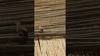Birds #birds #birdsounds