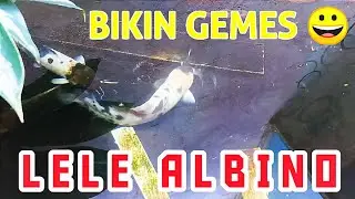Ikan Lele Hias Albino Menggemaskan