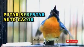 TLEDEKAN LANGSUNG RESPON DAN LANGSUNG BUNYI