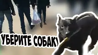Faina is a pitbull, walking among people.