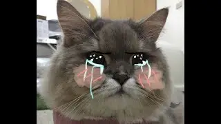 (¬_¬ )