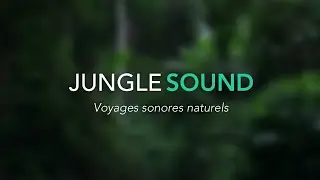 Relaxation - Sons de la nature ( Forêt Tropical de Malaisie au crépuscule. )