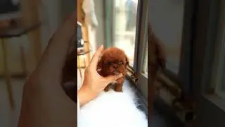 A poodle that walks cutely is small and precious💕🥰 #teacup #cutepuppy #poodle