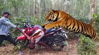 Bengal tiger attack man || Royal bengal tiger attack in jungle || tiger attack fun made movie 2024