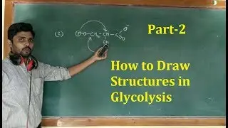 How to draw different structures involved in glycolysis part-2