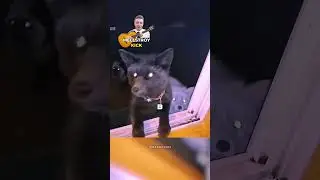 Девушка помогла Лисе 🥹❤️ 