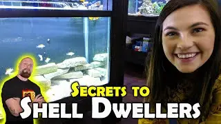 His *SECRETS* to Breeding Shell Dwellers - 50 Gallon Lowboy Setup