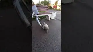 Котенок по имени Гав в добрые руки. СПб!