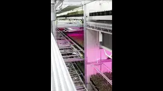 KG Systems - Automated tulip containersystem