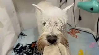 Уход за белым цвергшнауцером/ Spa for white miniature schnauzer