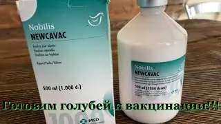 Готовим голубей к вакцинации!!!