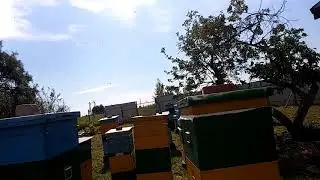 Три роя опять в ловушке ( играю в трынку )