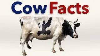 Cattle Facts (Bull, Cow and Calves)
