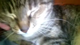 Привет я кот 😺