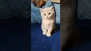 Мать плохому не научит😁Питомник шотландских котят #продажакотят #купитьшотландскогокотенка