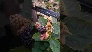 Полонез и Блэк джем на 15.07.2024