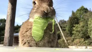 Everyone grab your veggies now and get to Rabbit Island!