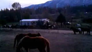 Traffic Jam - Garden Valley Style