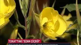 Ezan Çiçeği,Akşam Ezanıyla Açan Sabah Ezanıyla Kapanan Çiçek