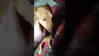 Хотим ласки...