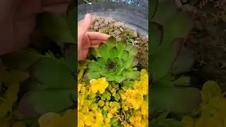 Кто знает как называется это чудо?