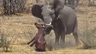 Elephant Stabs and Kills Buffalo