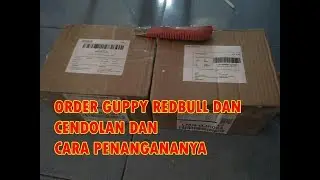 CARA MENANGANI IKAN BARU DATANG DARI JAUH - GUPPY REDBULL DAN CENDOLAN