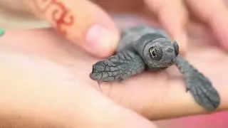 Volunteering in Greece, Europe: Protect the Loggerhead sea turtles of Kefalonia