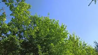 Рой заходит в ловушку(ч1)