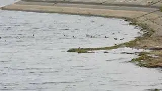 Камышин,с праздником водичка прибывает04 11 23
