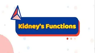 Kidney's Function In The Body ; The Homeostatic Role Of Kidneys.| Medico Star.