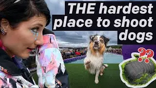 LOOSING MY GEAR while photographing dogs at DogFest!