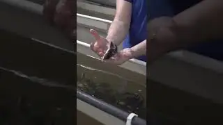 Какой малек лучше?