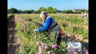Арома-масличные  розы у нас в  саду.  Особенности их размножения))
