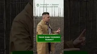 Когда прививают деревья  в питомнике