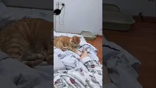 #cat