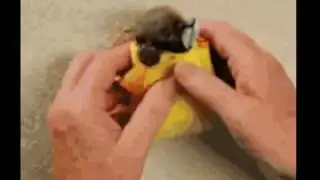 DÜRÜMLER KİMİN?