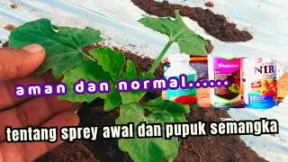 panduan lengkap tanam semangka  dari awal bagi pemula