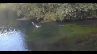 Crazy trout fishing with dry flies