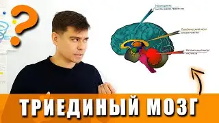 Триединый мозг | 3 мозга | Три мозга | Теория Пола Маклина (Paul D. MacLean)