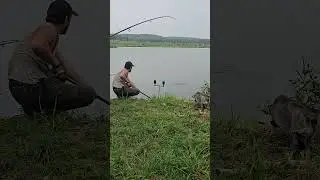 Поклёвка из под спомба и обидный сход у подсака. Оператор не пострадал!! хочь и в лоб чуть не получи