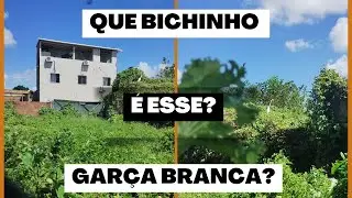 Achei dentro do mato atrás de casa