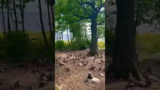 Сестрорецк Балтика