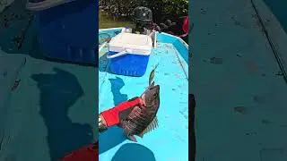 mancing ikan muara #mancing #fishing