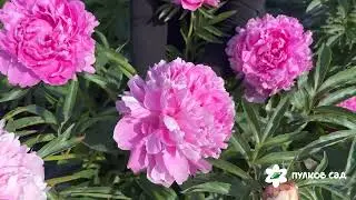 President Wilson peony. Pulkovo Garden