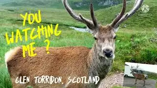 Stag walks into Glen Torridon car park, Scotland