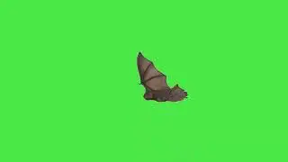 Bat green screen video