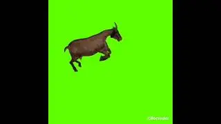 Green Screen Video 