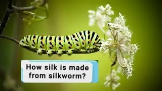 Unveiling the Magical Process of Making Silk - You Won't Believe What Happens Next!
