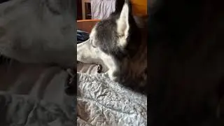 Хаски 